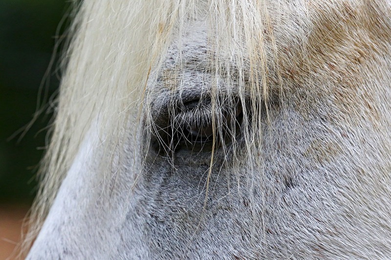shetland-pony_28Jan24