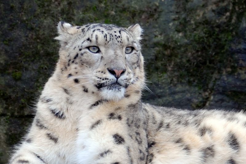 snow-leopard_30Nov22