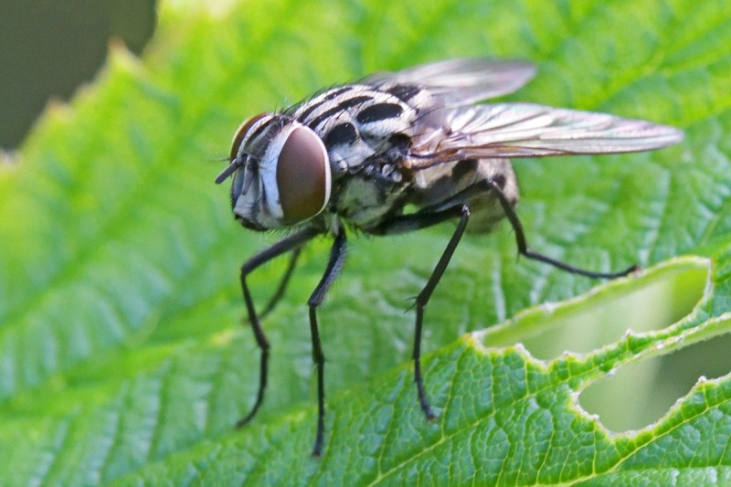 spotted-housefly_08Jul22