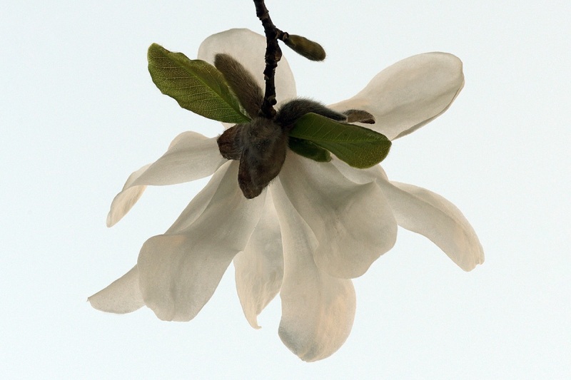 star-magnolia_25Mar22