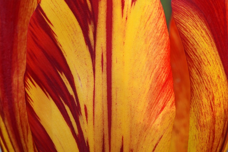 striped-tulip_26Apr22