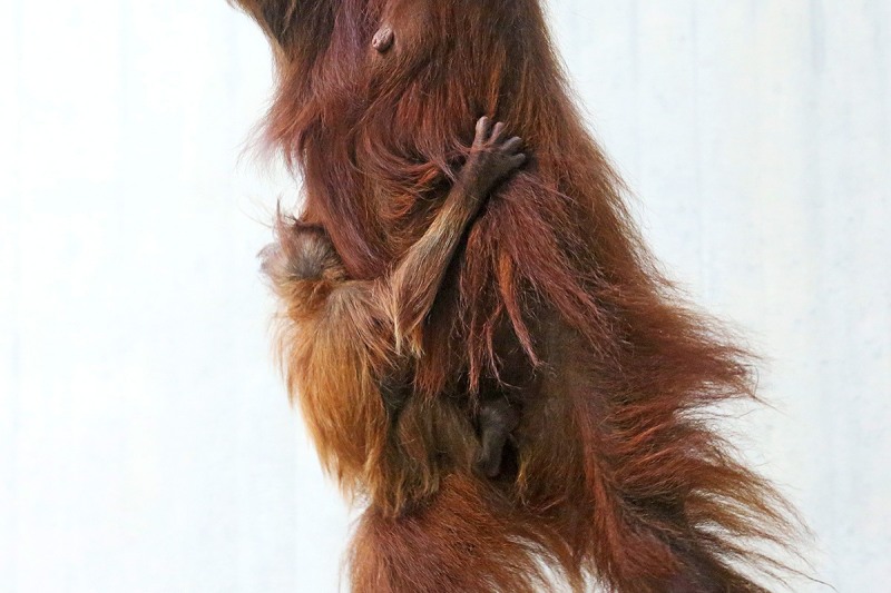 sumatran-orangutans_27Aug13