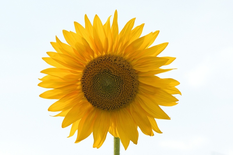 sunflower_01Aug20