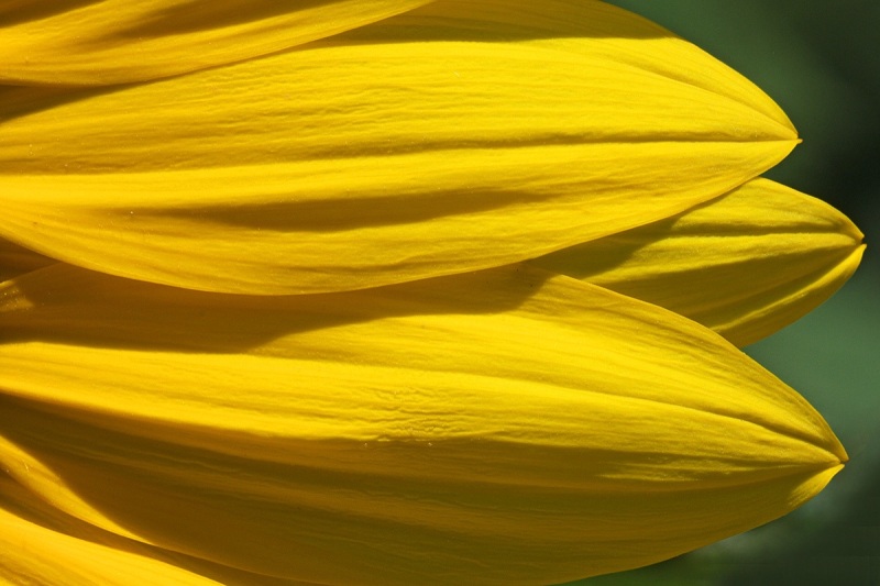 sunflower_12Aug22