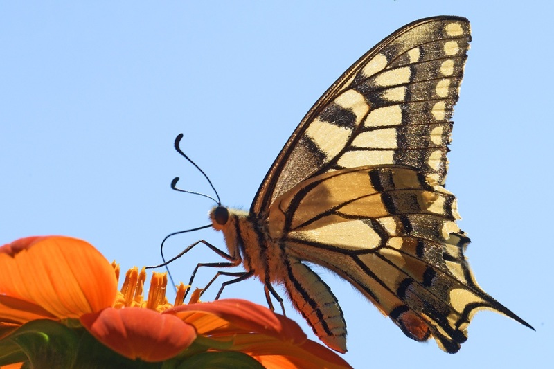 swallowtail-butterfly_15Aug22