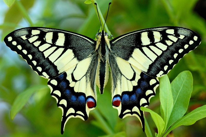 swallowtail-butterfly_27Jun14