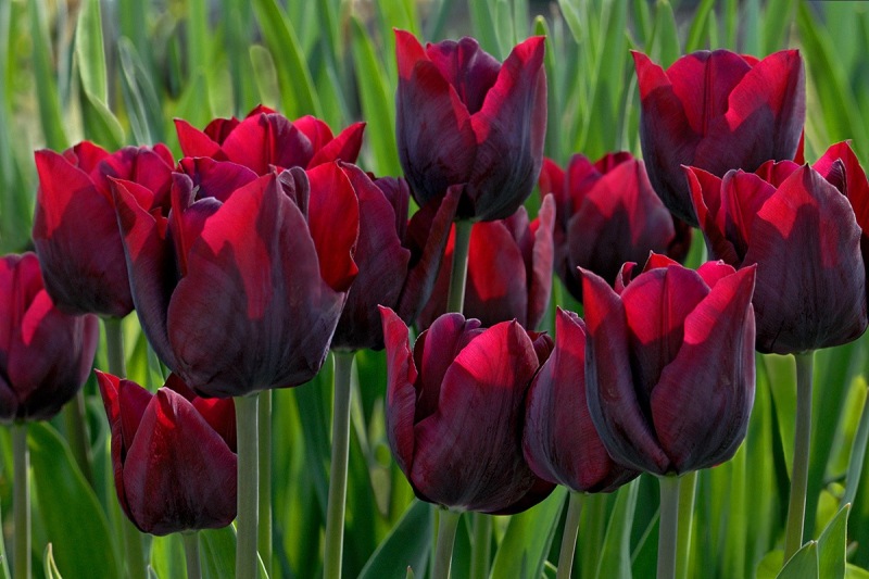 tulips_30Apr16