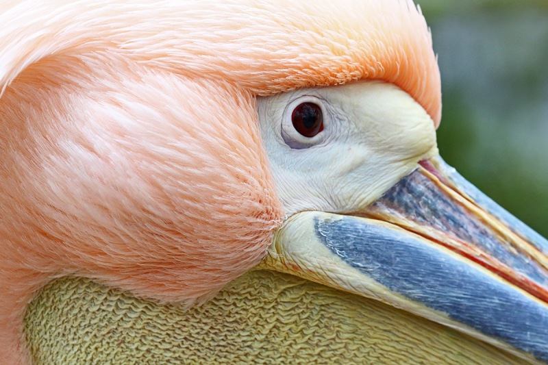 white-pelican_02Dec22