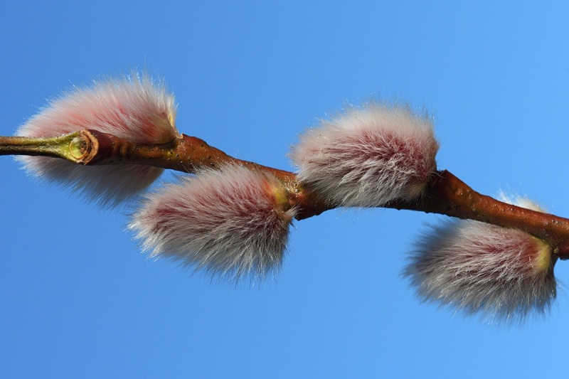 willow-catkins_09Feb22
