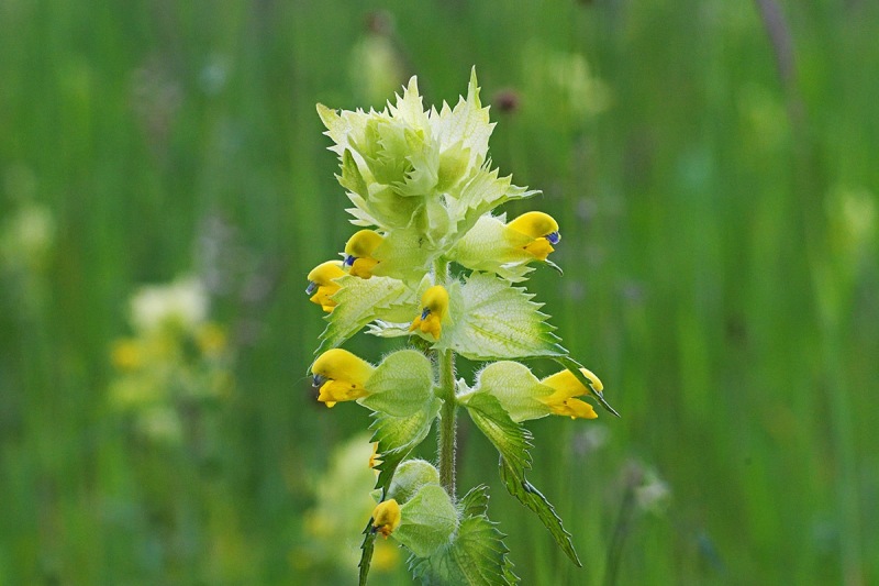 yellow-rattle_22May22