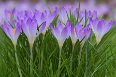 Tommasinis-Crocuses_08Feb18