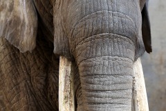 african-elephant_27Dec13