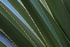 agave-leaves_14Jul17