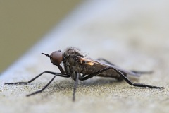 alien-fly_08Mar24