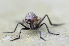 alien-fly_09Mar24