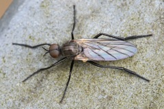 alien-fly_10Mar24