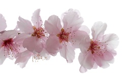 almond_06Mar24