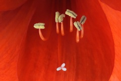 amaryllis_24Mar22