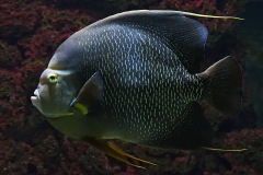 angelfish_14Jan24
