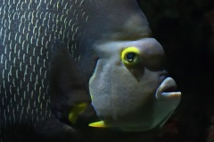 angelfish_15Jan24