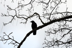 animal-art_04Jan24