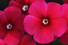 annual-phlox_24Oct22