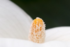 arum-lily_14Feb22