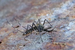 asian-bush-mosquito_14Aug24
