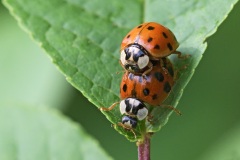 asian-lady-beetle_16Apr24
