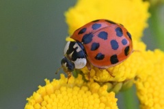 asian-lady-beetle_29Jul22