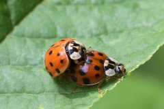 asian-lady-beetles_15Apr24