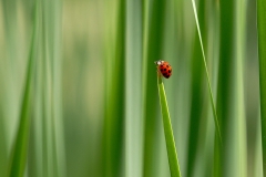 asian-ladybeetle_25May11
