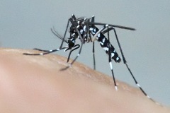 asian-tiger-mosquito_23Aug25