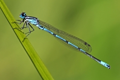 azure-damselfly-_08May18