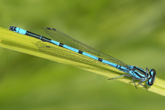 azure-damselfly-_23May26