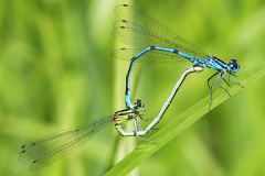azure-damselfly-_24May26