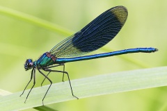 banded-demoiselle_07Jun22