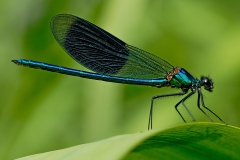 banded-demoiselle_16Jun15