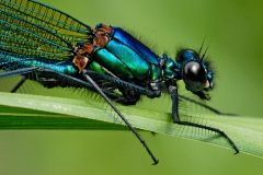 banded-demoiselle_18Jun15