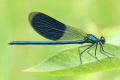 banded-demoiselle_27Jul25