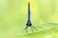 banded-demoiselle_28Jul25