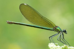 banded-demoiselle_29Jul25