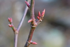 bare-branches_04Feb26