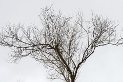 bare-branches_28Jan26