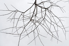 bare-branches_30Jan26