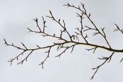 bare-branches_31Jan26