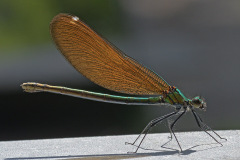 beautiful-demoiselle_07Jun26