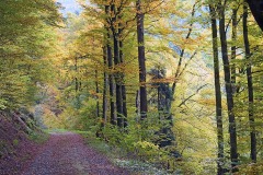 black-forest_12Nov25