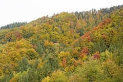 black-forest_15Nov25