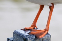black-headed-gulls_02Feb22-1